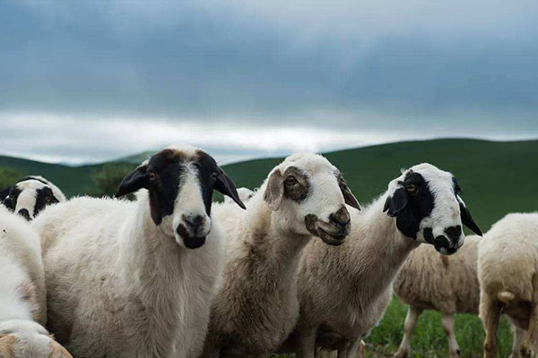 飼料添加劑 飼料添加劑